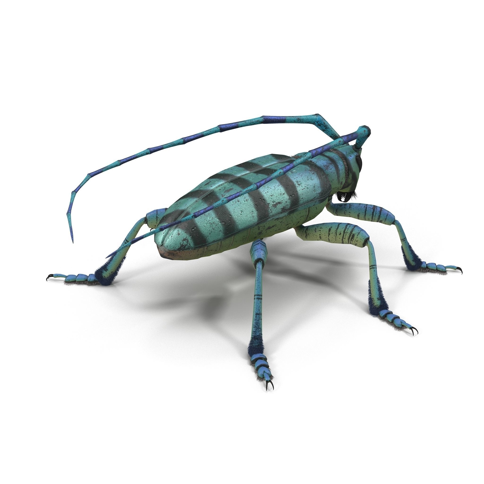 Anoplophora medembachi Low-poly 3D model_7