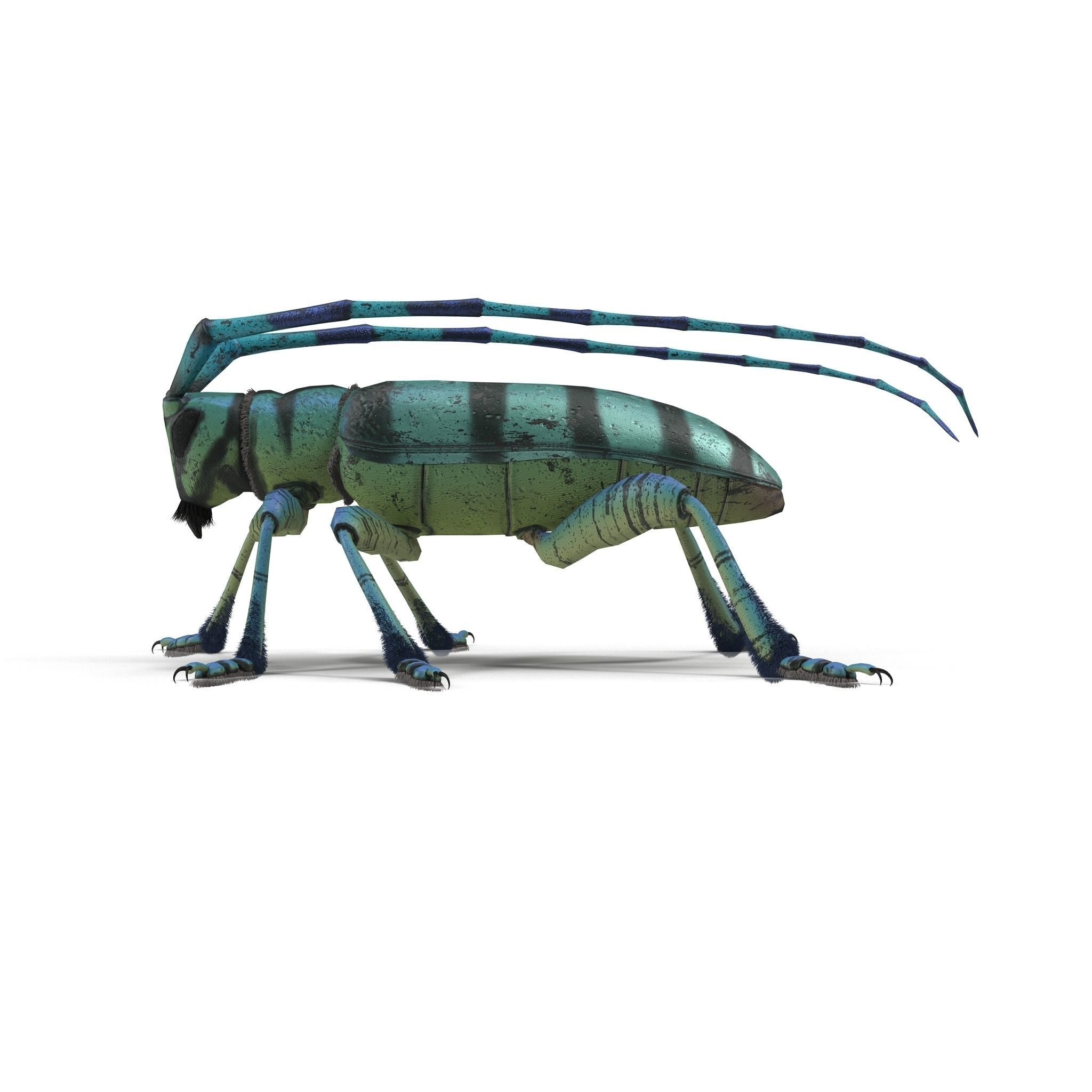 Anoplophora medembachi Low-poly 3D model_4