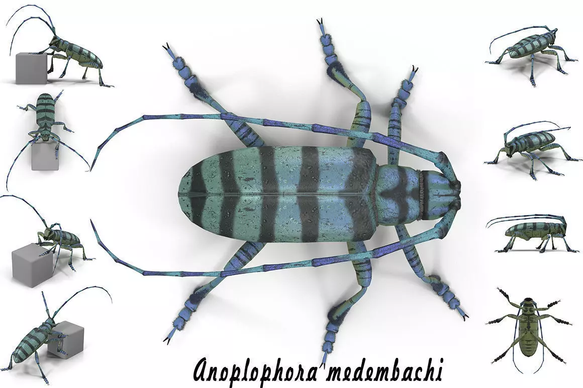 Anoplophora medembachi Low-poly 3D model_0