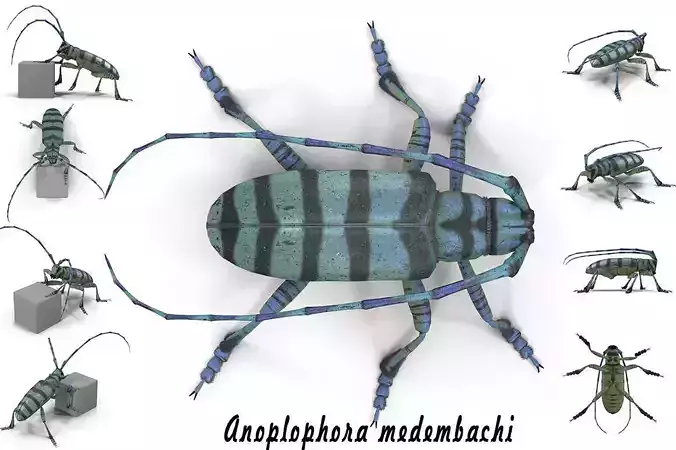 Anoplophora medembachi Low-poly 3D model