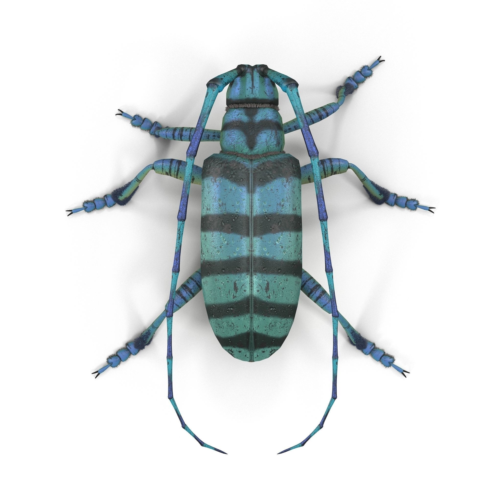 Anoplophora medembachi Low-poly 3D model_3