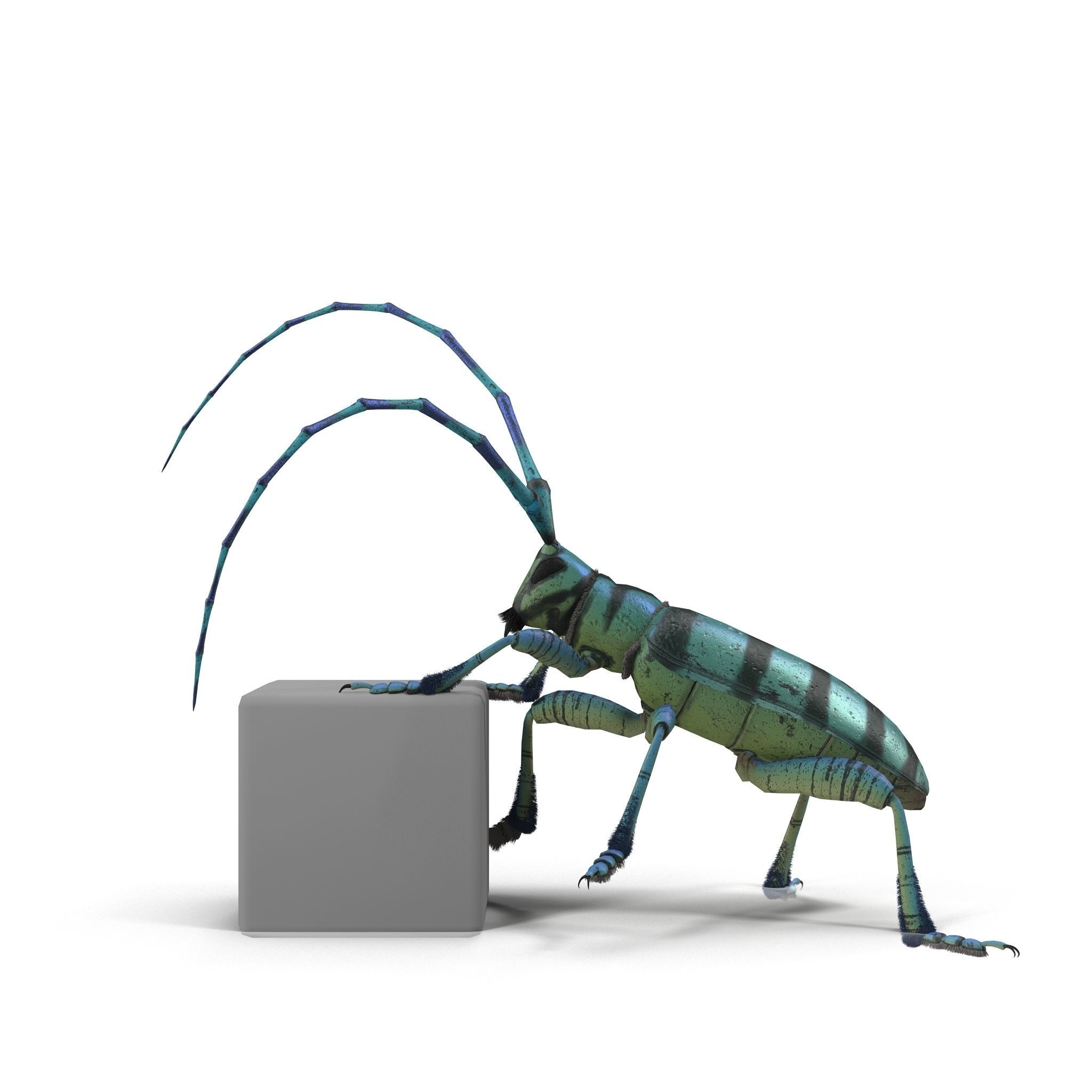 Anoplophora medembachi Low-poly 3D model_17