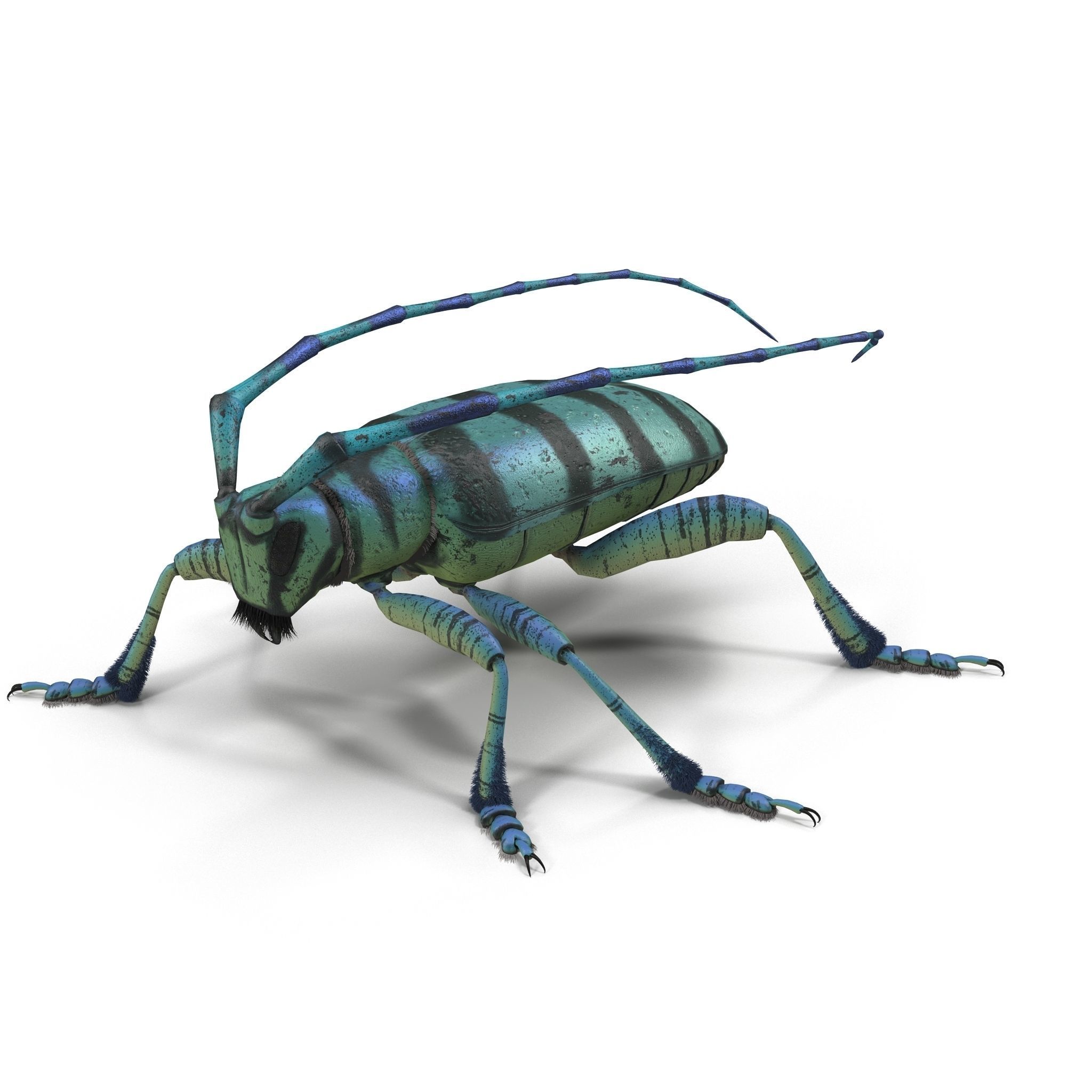 Anoplophora medembachi Low-poly 3D model_1