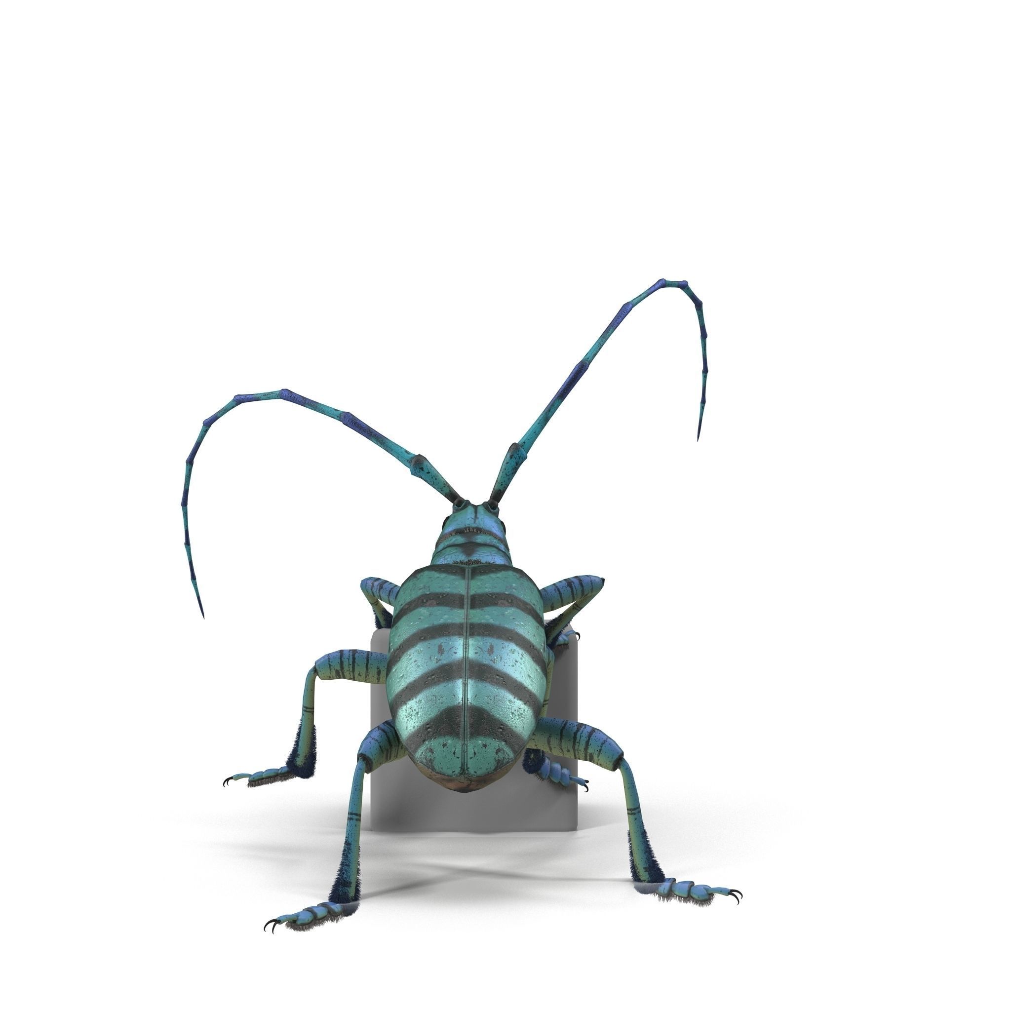 Anoplophora medembachi Low-poly 3D model_10