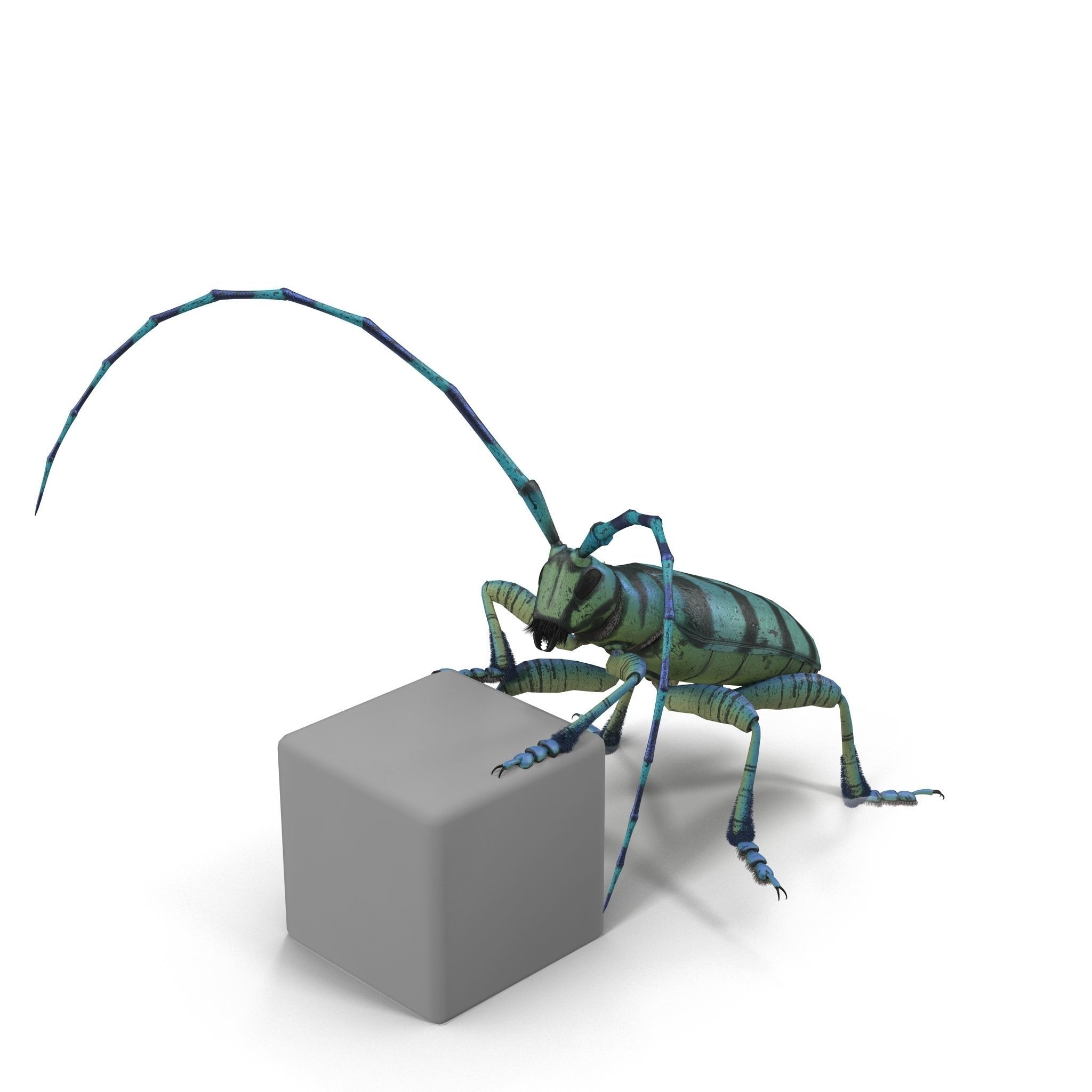 Anoplophora medembachi Low-poly 3D model_13