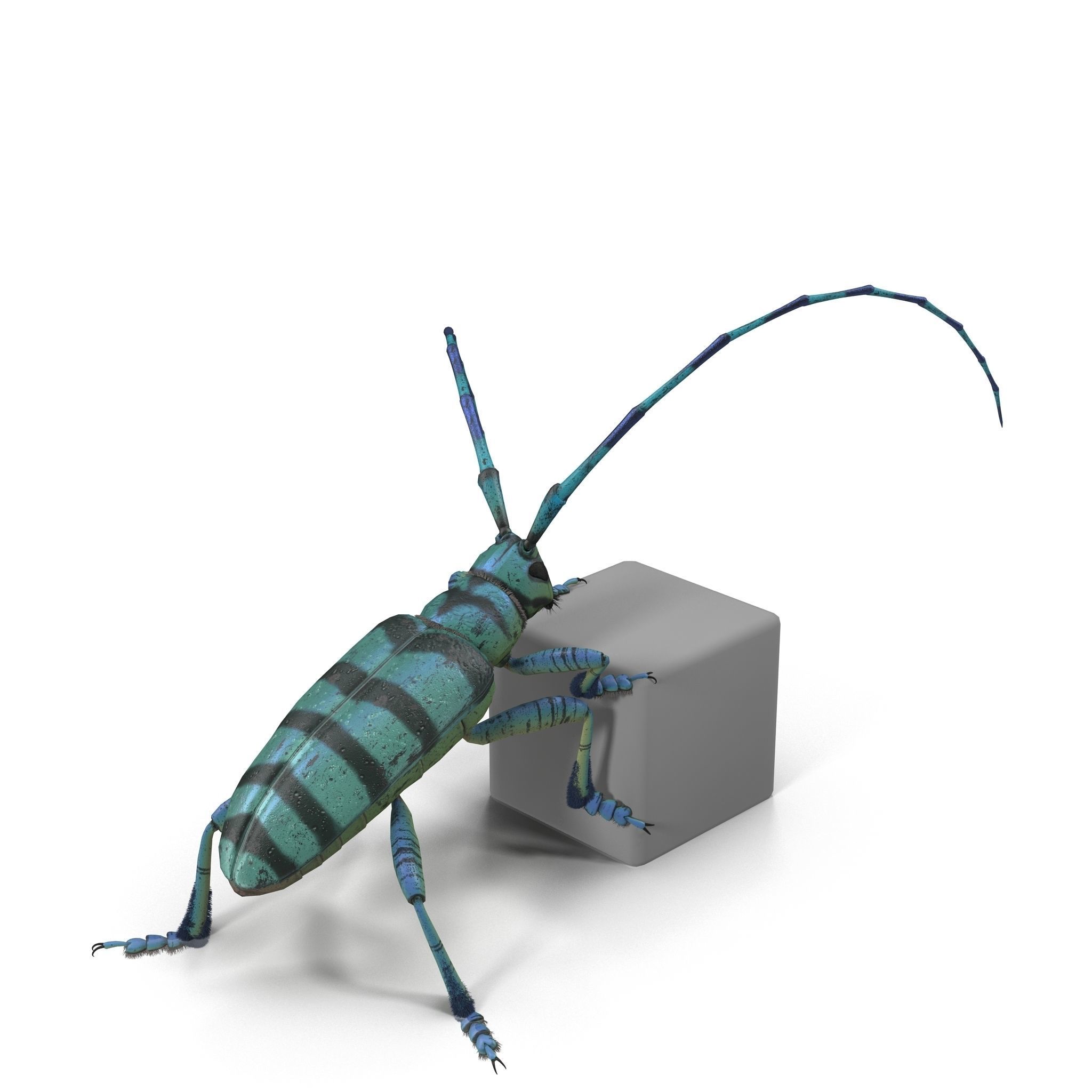 Anoplophora medembachi Low-poly 3D model_11