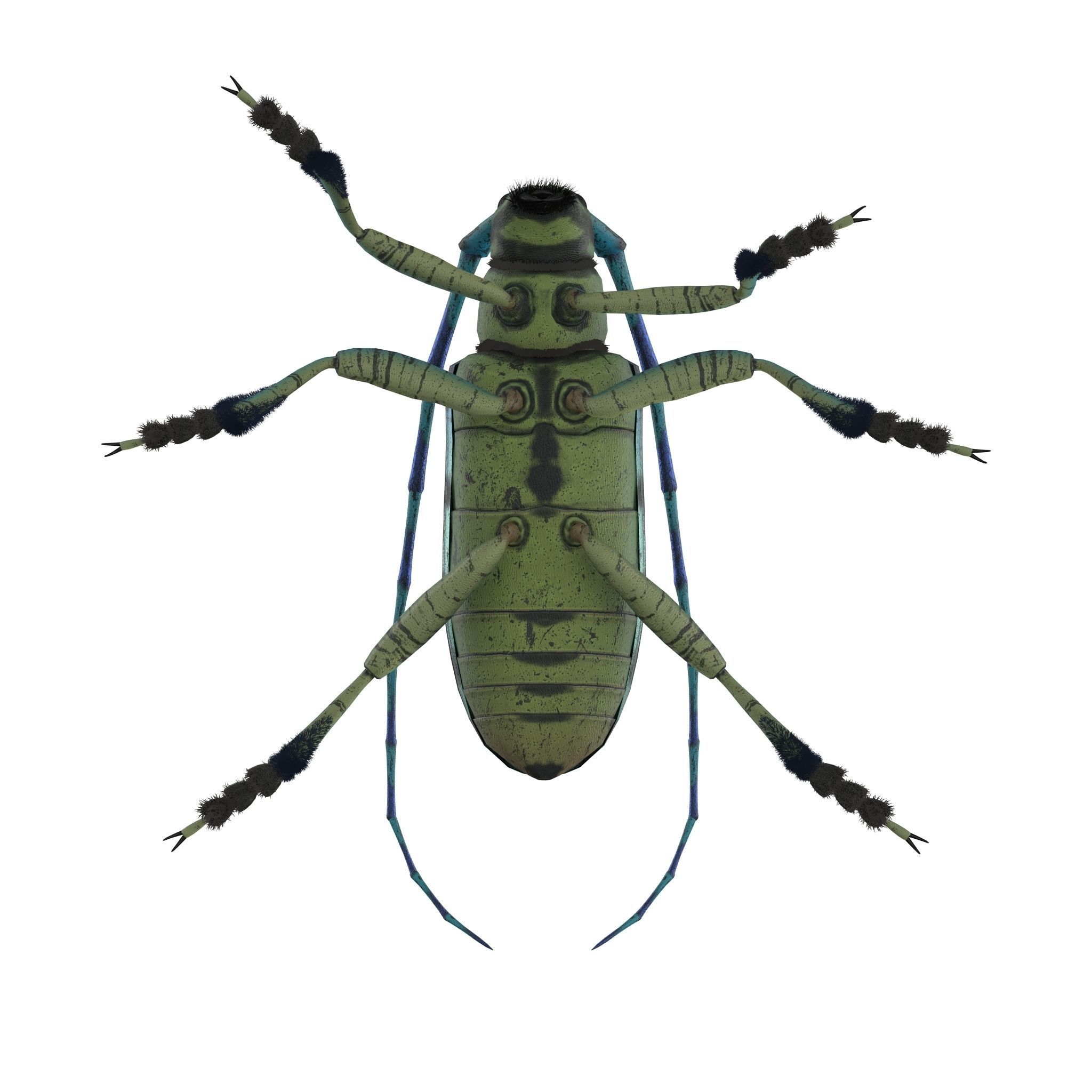 Anoplophora medembachi Low-poly 3D model_5