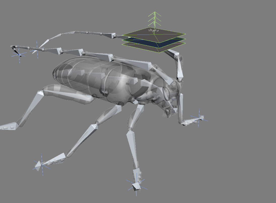 Anoplophora medembachi Low-poly 3D model_15