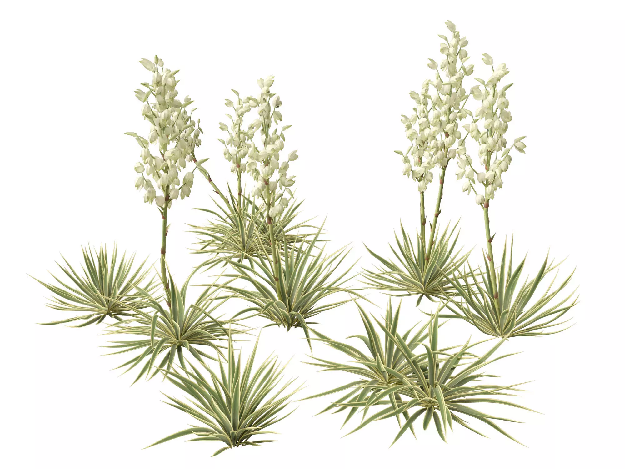 Yucca filamentosa Bright Edge - Adams needle and thread Low-poly 3D model