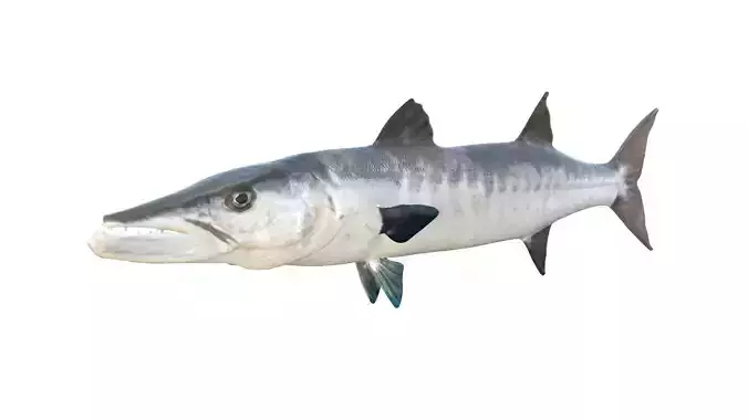 Barracuda fish