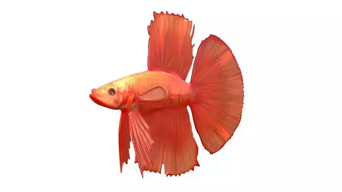 Betta Fish 1