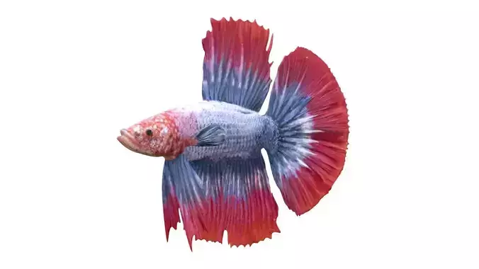 Betta Fish 2