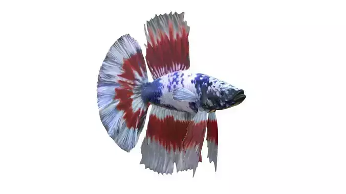 Betta Fish 3