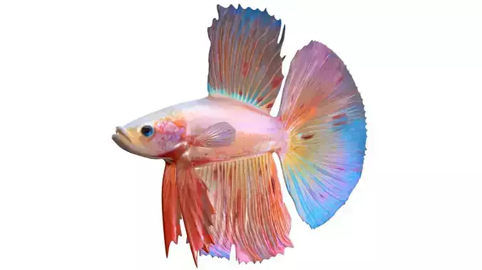 Betta Fish 4