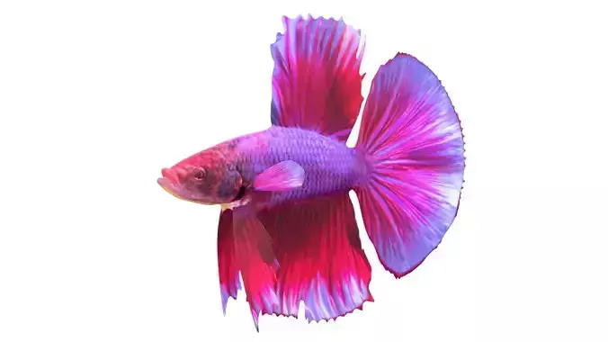 Betta Fish 5