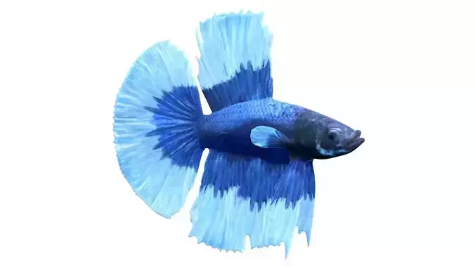 Betta Fish 6