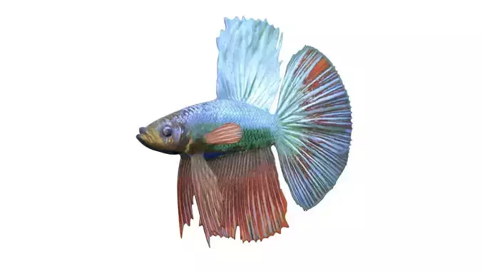 Betta Fish 7