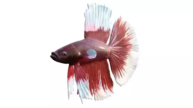 Betta Fish 8