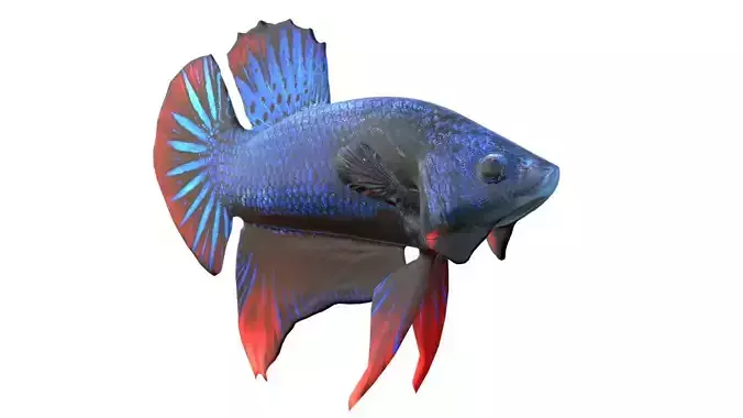 Betta Fish 9