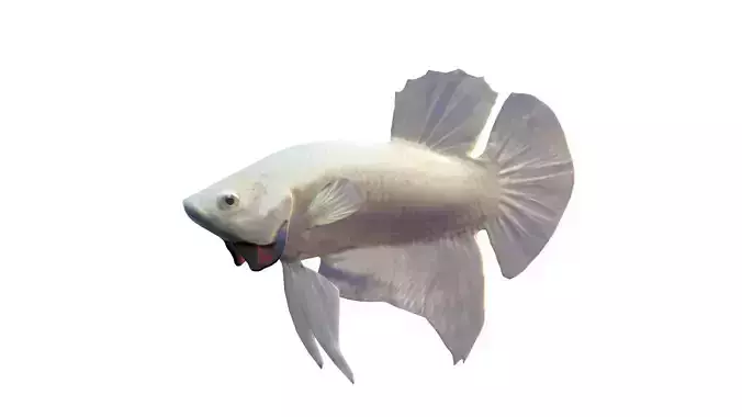 Betta Fish 10