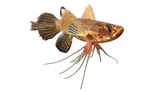 African Butterfly fish