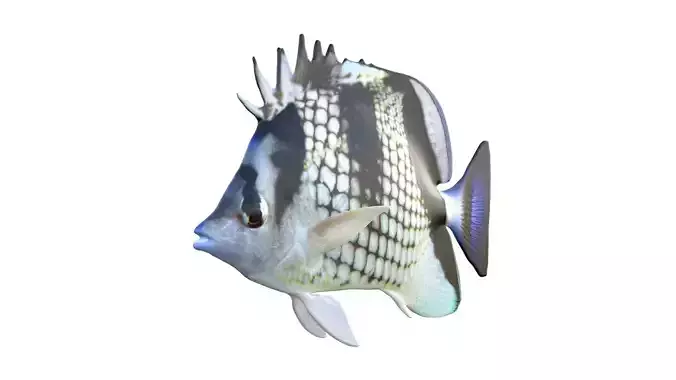 Asian Butterfly fish
