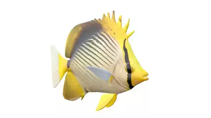 Black Backed Butterfly fish