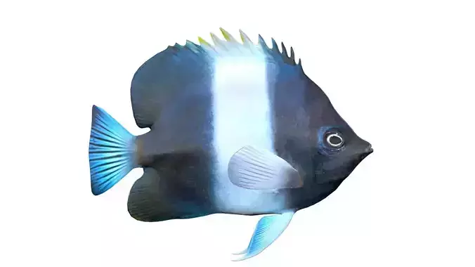 Black Pyramid Butterfly fish