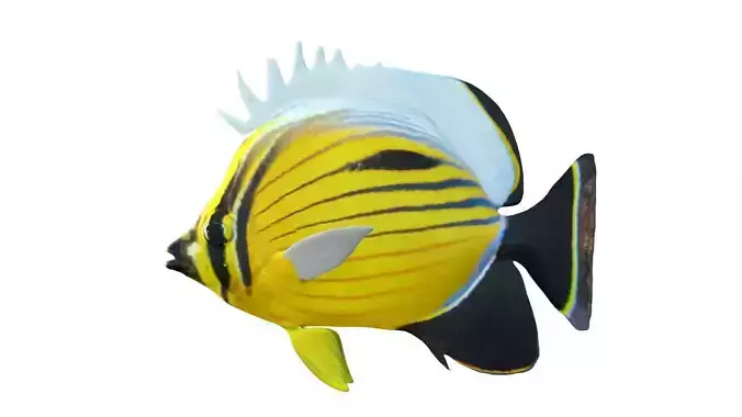 Black Tail Butterfly fish