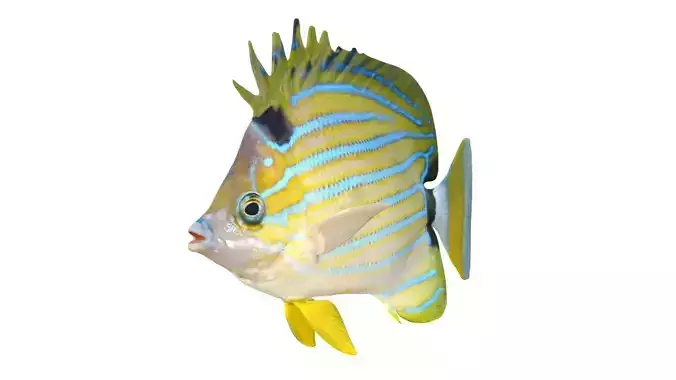 Blue Srtiped Butterfly fish