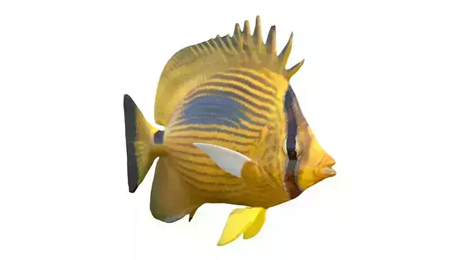 Blueblotch Butterfly fish