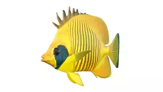 Bluecheek butterfly fish