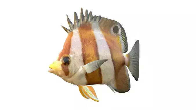 Brown Banded Butterfly fish
