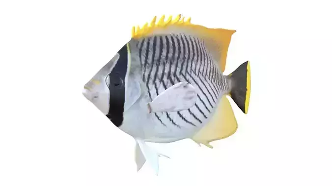 Chevron Butterfly fish