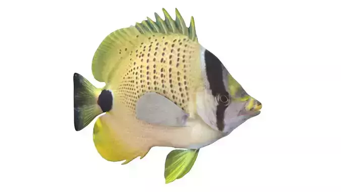 Milletseed Butterfly fish