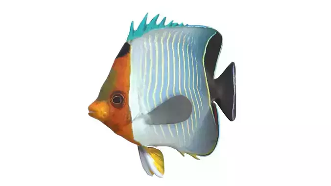 Orange Face Butterfly fish