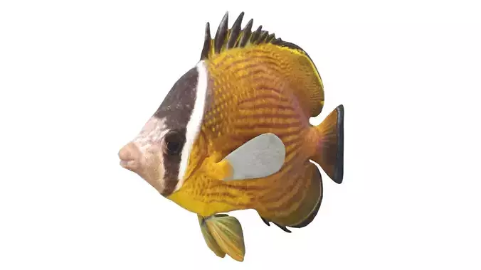 Oriental Butterfly fish