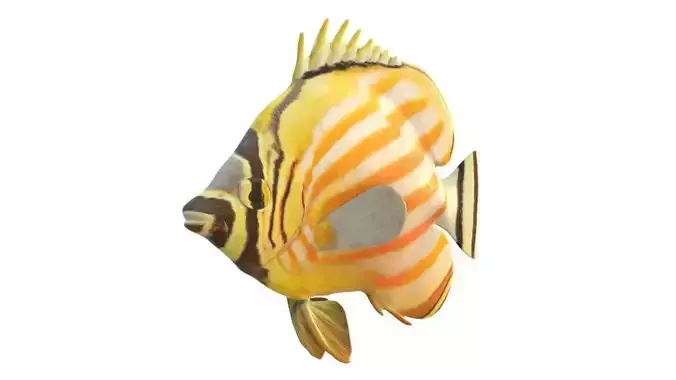 Ornate Butterfly fish