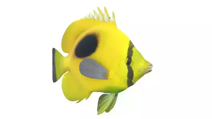 Oval Spot Butterfly fish