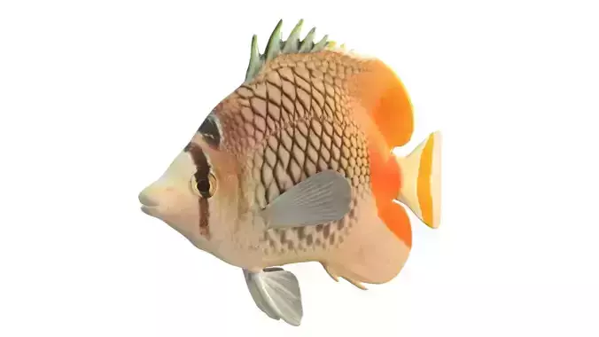 Pearlscale Crosshatch Butterfly fish