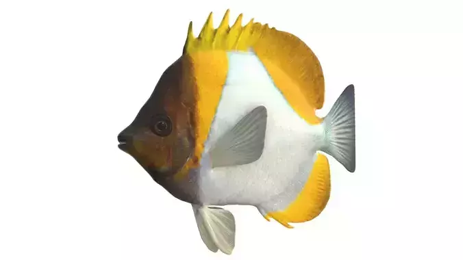 Pyramid Butterfly fish