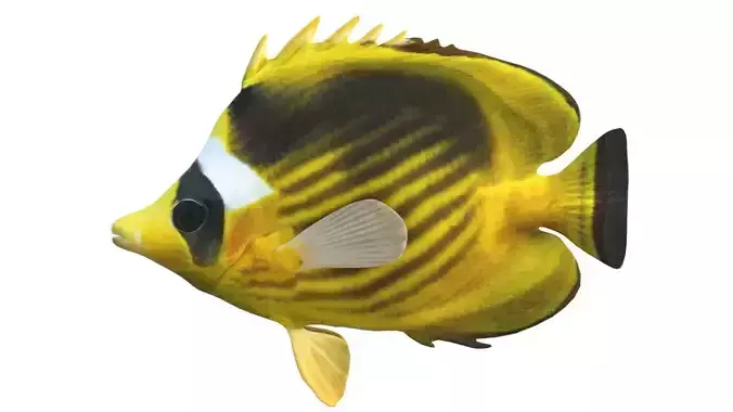 Raccoon Diagonal Butterfly fish