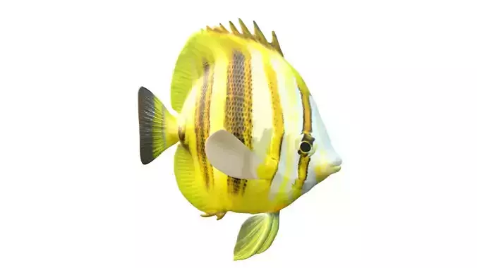 Rainfords Butterfly fish