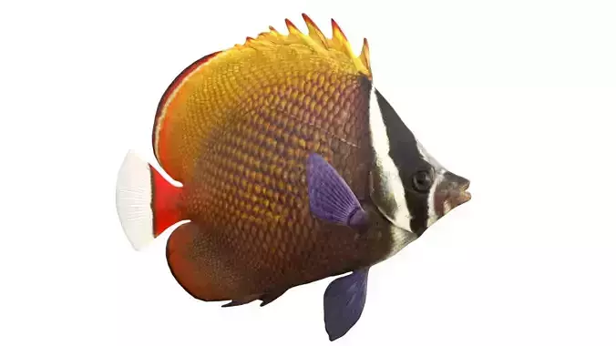 Red Tail Butterfly fish