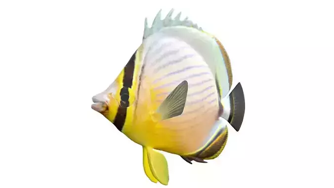 Redfin Butterfly fish