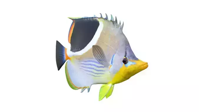 Saddle Butterfly fish