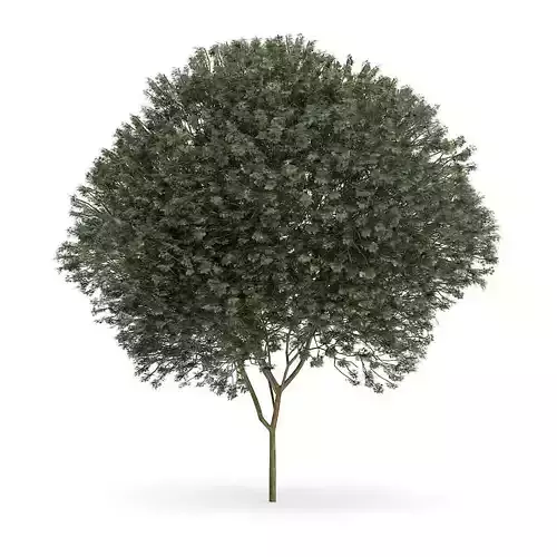 Sycamore Maple Acer pseudoplatanus L 12m