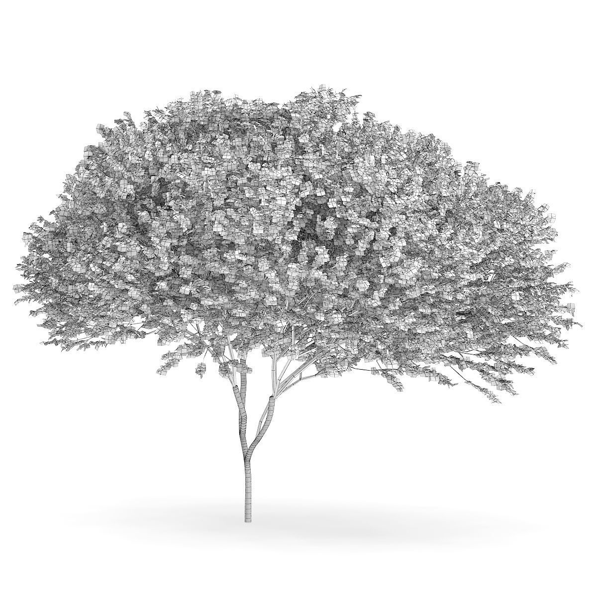 Sycamore Maple Acer pseudoplatanus L 14m 3D model_3