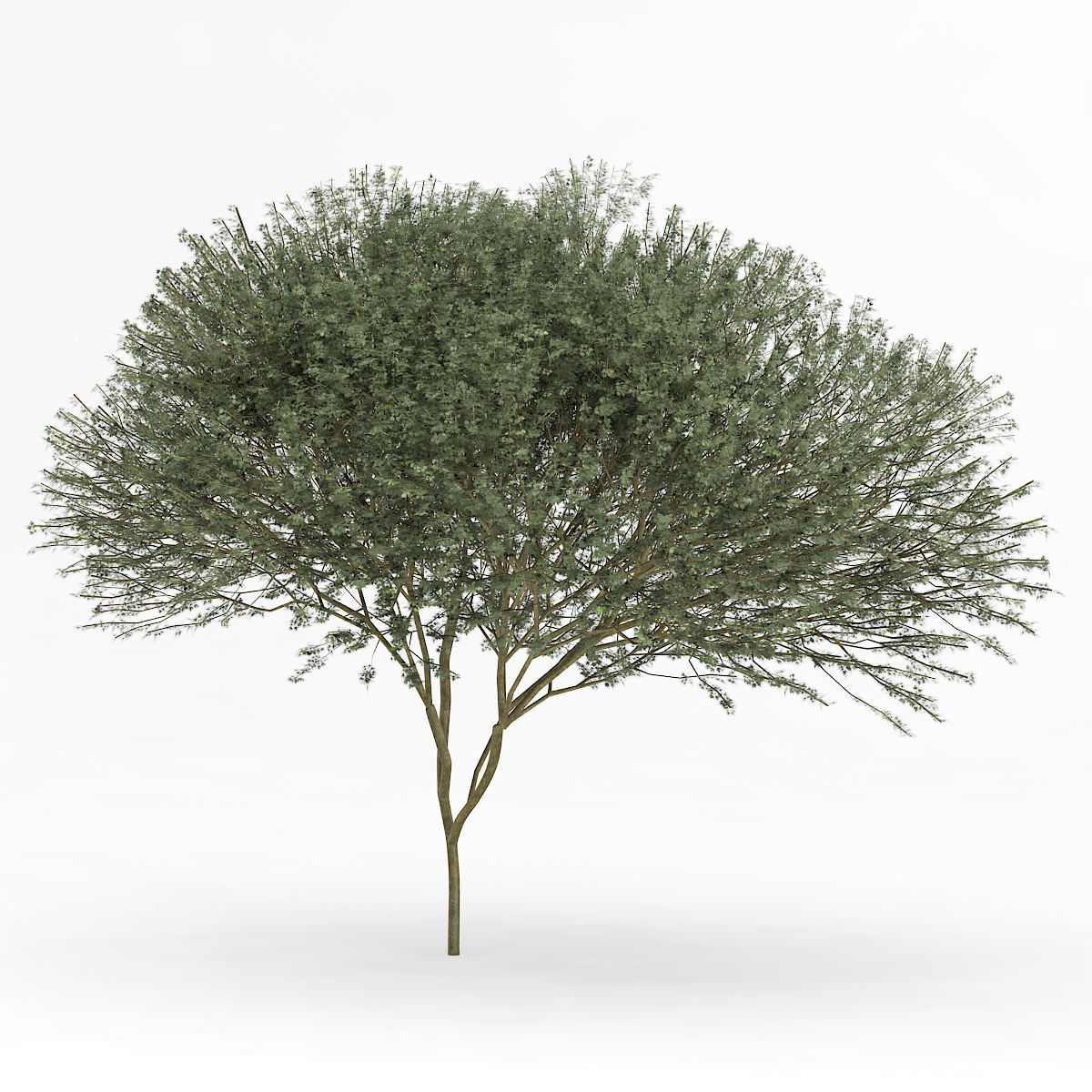 Sycamore Maple Acer pseudoplatanus L 14m 3D model_2