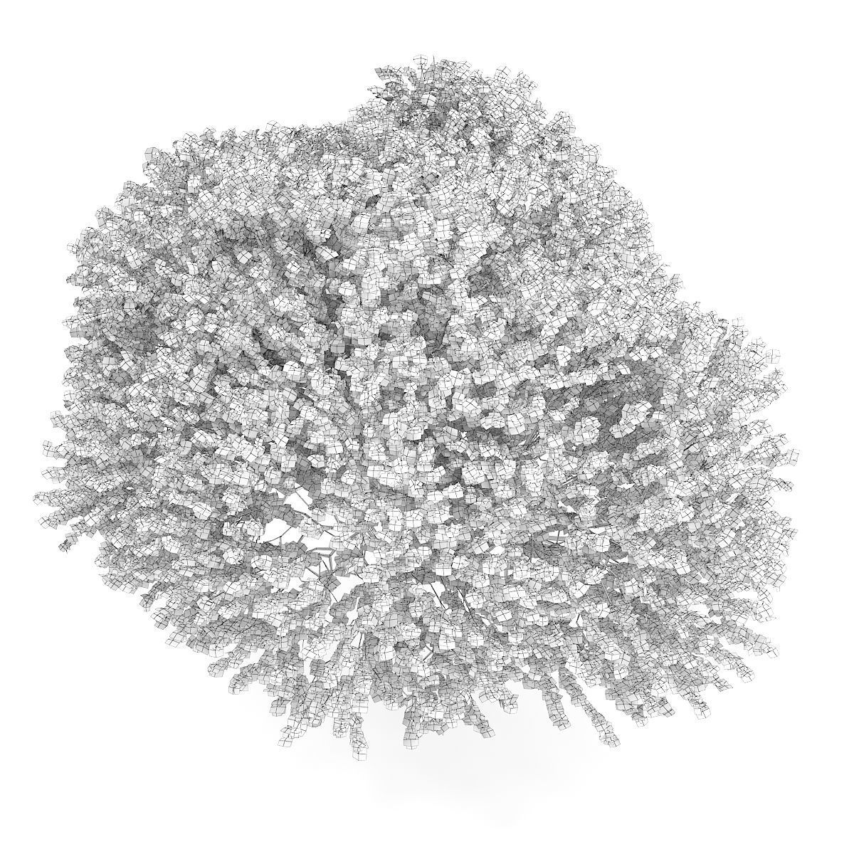 Sycamore Maple Acer pseudoplatanus L 14m 3D model_5